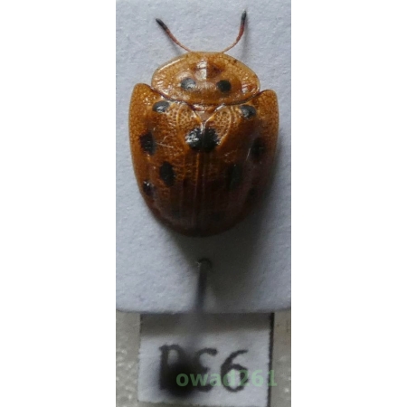Cassidae sp. Philippines93d